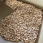 花生に  (ﾋﾟｰﾅｯﾂ)    小粒 1 ケス バラ (25Kg)