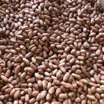 花生に ( ﾋﾟｰﾅｯﾂ )大粒