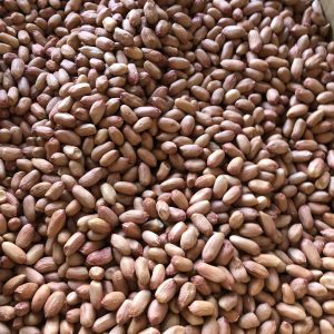 花生に ( ﾋﾟｰﾅｯﾂ )大粒